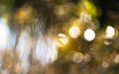 Natural Bokeh in Marshes for background