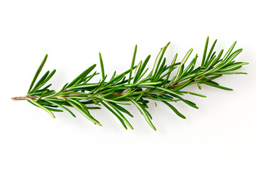 Fototapeta premium pine branches with white background