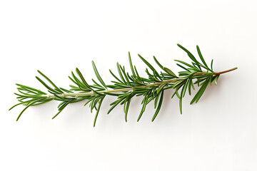 pine branches with white background