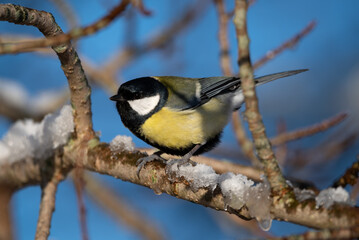 Great Tit on a Snowy Branch