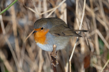 Close Up of a Robin