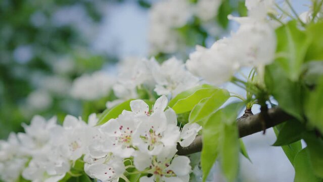 Pristine white pear tree blossoms in sharp focus, with a backdrop of soft green leaves and a hint of the sky, evoking the freshness of spring. White blossoms of a blooming apple tree on a blue sky