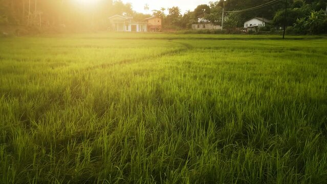 Aerial view of lush rice paddies at sunset. Green crops sway in breeze. Farmland reflects golden light. Tranquil rural landscape, agriculture growth, sunset over fields. Drone flies above serene.