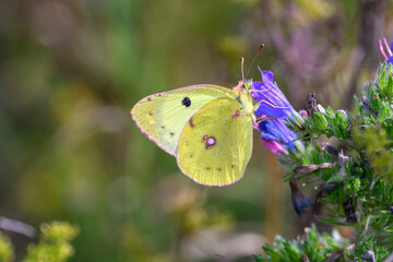 Colias hyale - the pale clouded yellow - resting on viper's bugloss - Echium vulgare