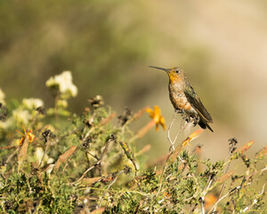 HUMMINGBIRD