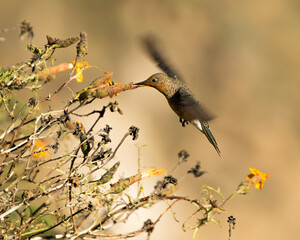 HUMMINGBIRD