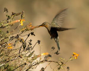HUMMINGBIRD