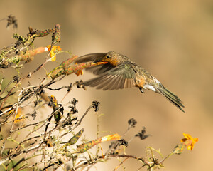 HUMMINGBIRD