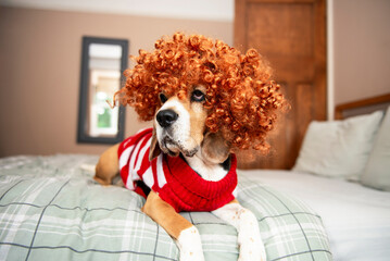 funny stylish beagle dog in a red curly wig dreams