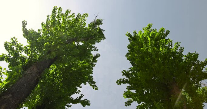 tall lime trees in the summer against the blue sky, beautiful green lime trees in warm sunny weather