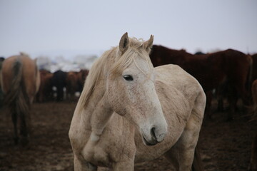 portrait of a horse
