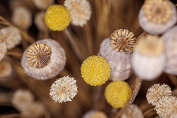 Obraz na płótnie Canvas Macro shot of dried poppy flowers in a vase with beautiful brown, gold and yellow tones, for decoration in your home. the Netherlands