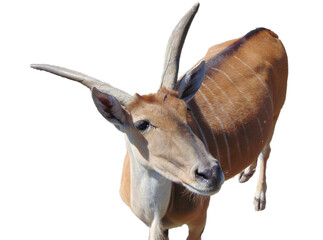 Fototapeta premium Eland antelope isolated on white. Taurotragus oryx