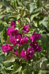 bougainvillea flower plant