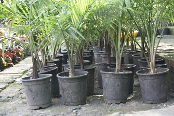 Decorative Areca Palm tree