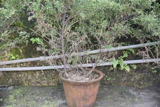 Morpankhi plant