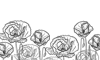 Botanical line bakground with poppy flowers. Hand drawn illustration for invitation save the date card. Botanical rustic