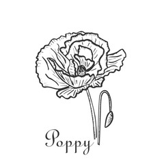 Vintage  flowers vector illustration. Hand-drawn flower on a white background. Line drawing. Flower drawing for card, invitation, wedding card. Peony, poppy, wildflower.