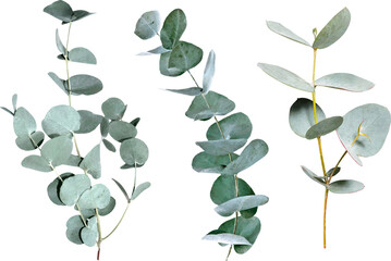 Eucalyptus branches.