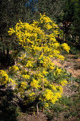 Mimosa shrub in bloom, French Riviera. A clump of yellow flowers heralds spring near Saint-Raphaël, France.