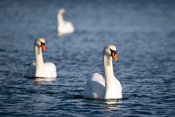 Three Swans in the Water