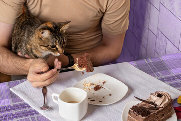 Cat wants to eat piece of cake from its owner's spoon. Violet background. Happy pet who has home...