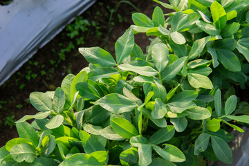 Peanut plantation fields with tree bush