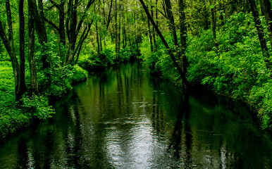 Green nature around the river
