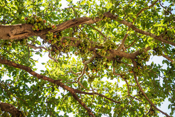 Ficus Racemosa, one of genus ficus fruit. Popularly known as the cluster fig tree, Indian fig tree or gular fig, this is native to Australia, Malaysia, Southeast Asia and the Indian subcontinent.