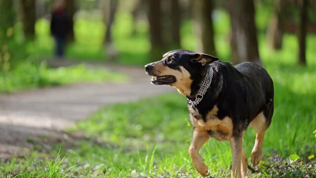 Slow motion of a dog are running towards the camera in a green park.