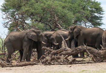 Fototapeta premium Elephants in Bwabwata National Park, Caprivi, Namibia
