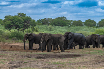 Elephants in Bwabwata National Park, Caprivi, Namibia