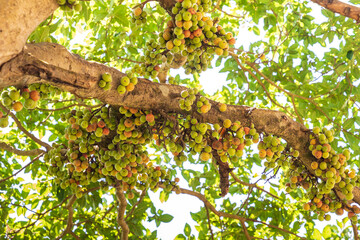 Ficus Racemosa, one of genus ficus fruit. Popularly known as the cluster fig tree, Indian fig tree or gular fig, this is native to Australia, Malaysia, Southeast Asia and the Indian subcontinent.