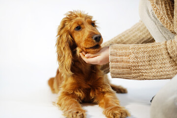 English Cocker Spaniel red dog on isolated white background with head of girl. Care and love