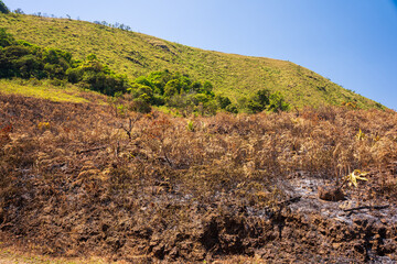 forest after fire. dead forest after a massive forest fire. Natural disaster forest fire