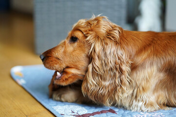 English Cocker Spaniel dog gnaws a bone at home