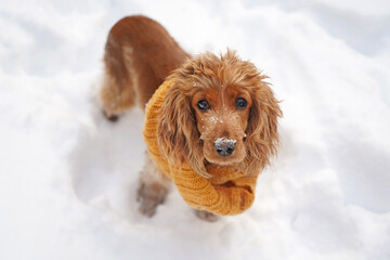 Spaniel dog in scarf in winter in snow