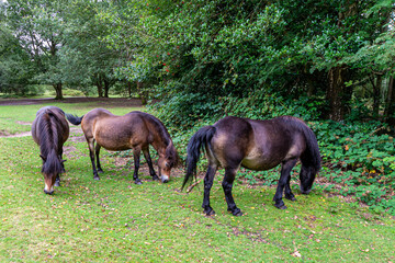 Exmoors in Sutton Park 1
