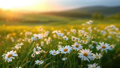 Deurstickers Beautiful spring and summer natural panoramic pastoral landscape with blooming field of daisies in the grass in the hilly countryside. © Andrus Ciprian