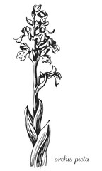 Fototapeta na wymiar orchis picta. Botanical illustration of orchis. Monochrome orchis, black and white orchis hand drawing, orchis sketch