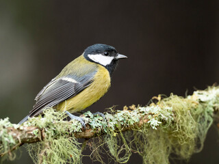 Naklejka premium A Great Tit on a branch