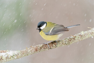 A Great Tit on a branch on a winter day
