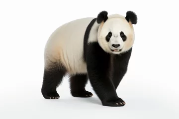 Foto op Canvas panda bear clipart © Asha.1in