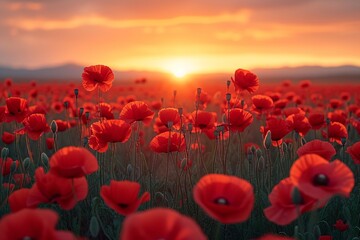 Fototapeta na wymiar Red Poppies in the Sunset: A Stunning Snap for Your April Stock Collection Generative AI