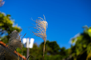 Blue sky and silver grass
