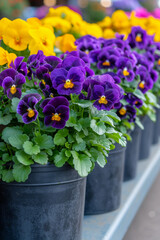 Delicate purple and yellow pansy in a black pots in the flower shop.