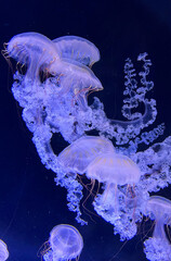  Jellyfish in the Prague Medusarium