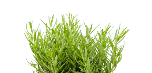 Fresh rosemary on white background.