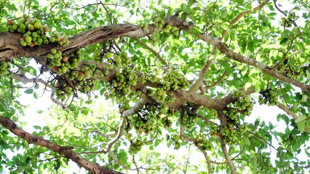 Ficus Racemosa, one of genus ficus fruit. Popularly known as the cluster fig tree, Indian fig tree or gular fig, this is native to Australia, Malaysia, Southeast Asia and the Indian subcontinent.