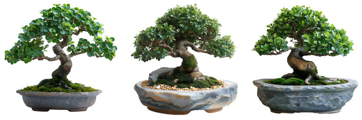 Set of Bonsai Trees in Pots on Transparent Background - Powered by Adobe